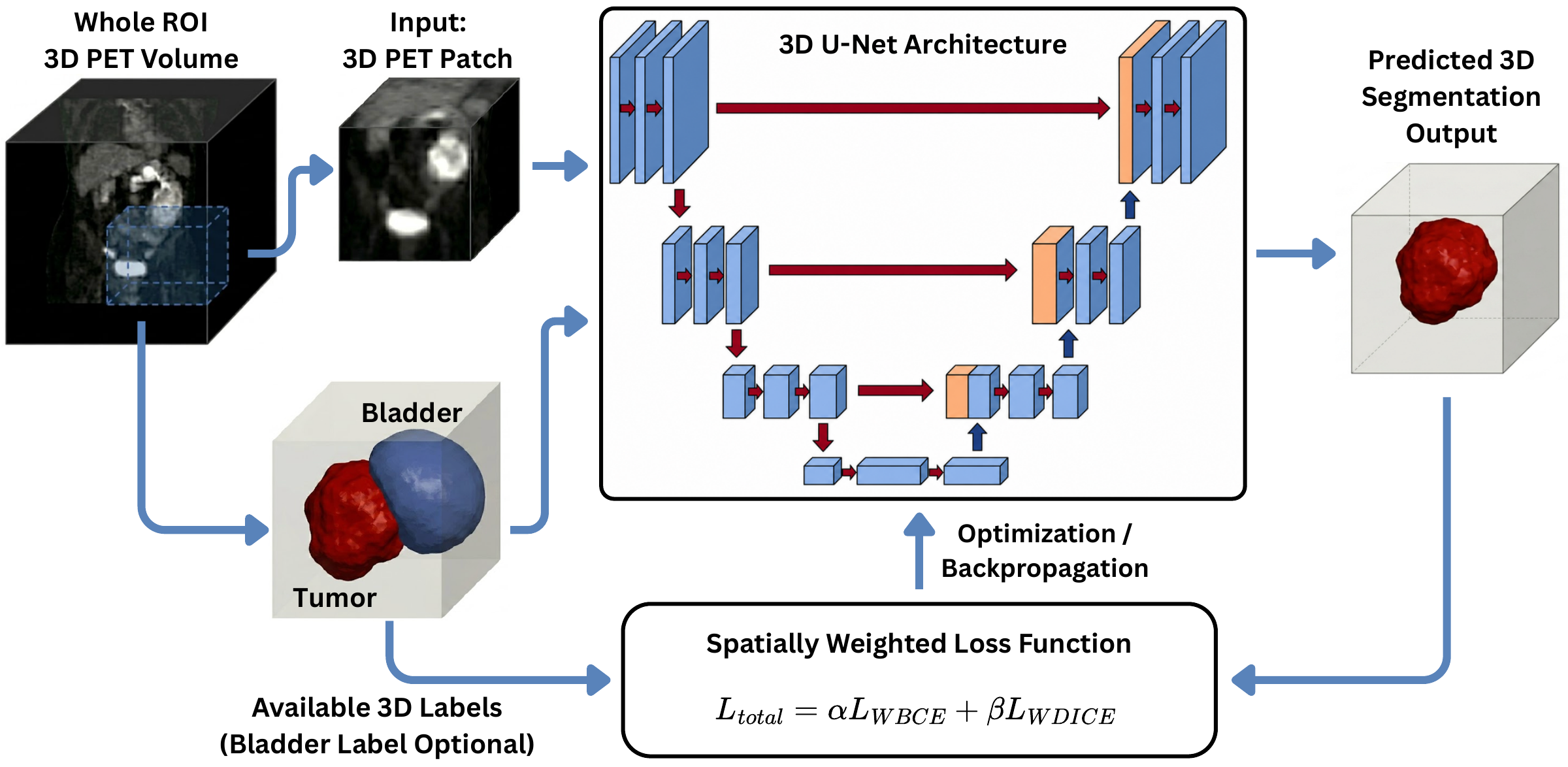 Figure 2 showing the bladder-aware PET segmentation pipeline and spatially weighted loss